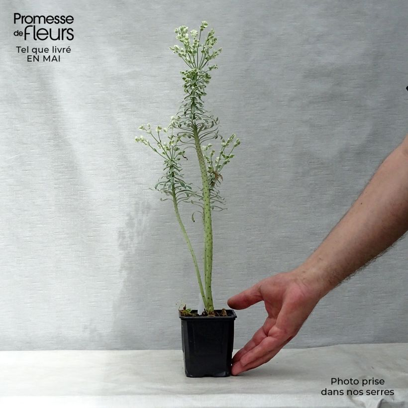 Spécimen de Euphorbe characias Glacier Blue en godet de 8 cm tel que livré au printemps