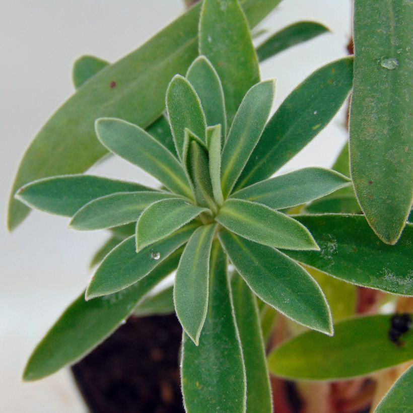 Euphorbe characias Humpty Dumpty (Feuillage)