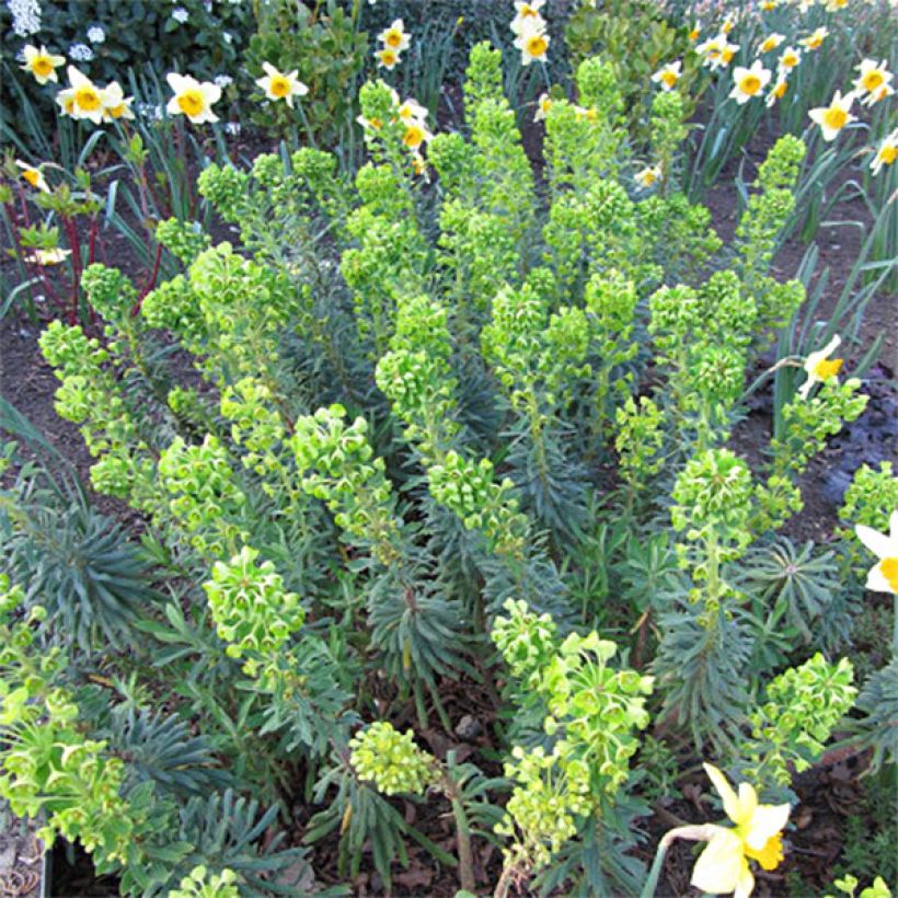 Euphorbe characias Humpty Dumpty (Floraison)