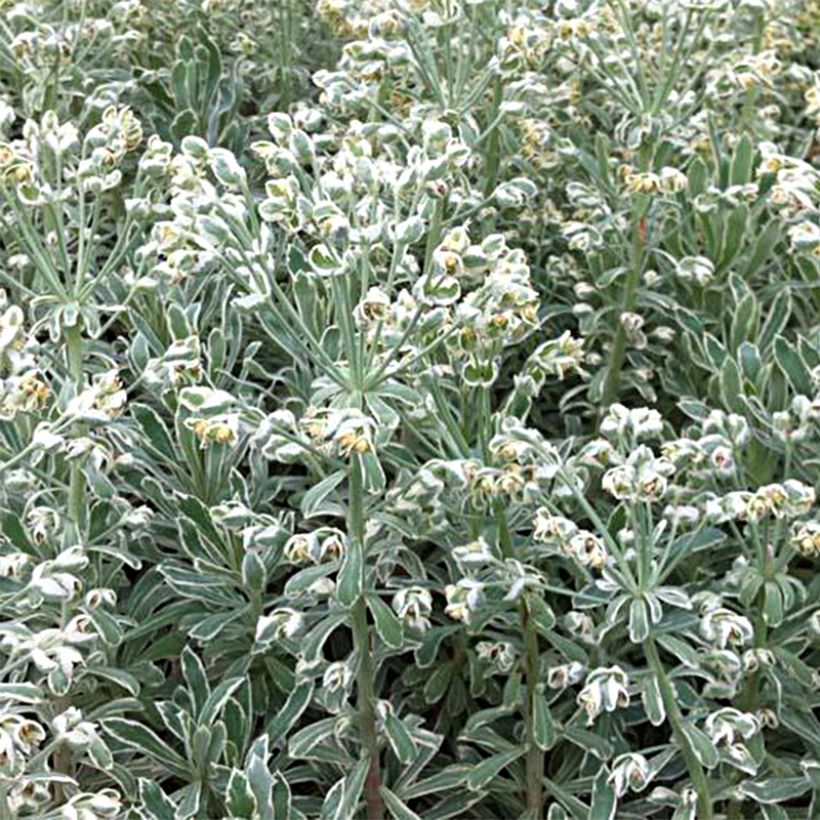 Euphorbe characias Wilcott (Silver Swan) (Port)