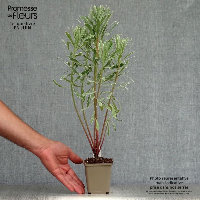 Spécimen de Euphorbe characias Wilcott (Silver Swan) Godet de 8/9 cm tel que livré en été