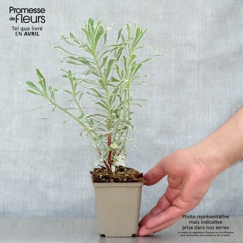 Spécimen de Euphorbe characias Wilcott (Silver Swan) en godet de 9 cm tel que livré au printemps