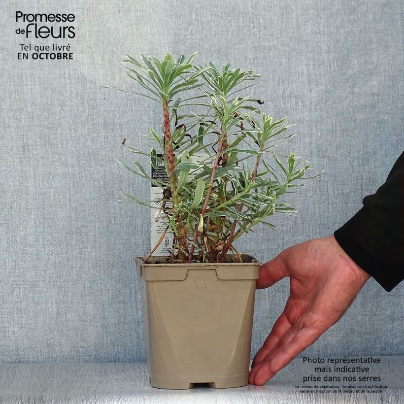 Spécimen de Euphorbe characias Wilcott (Silver Swan) Pot de 2L/3L tel que livré en automne