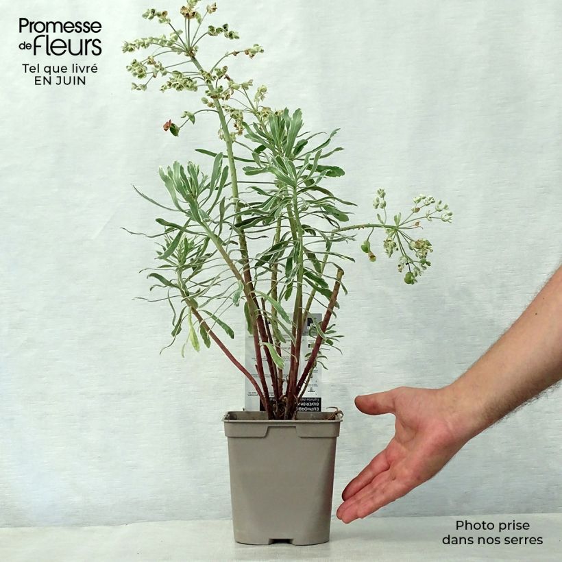 Spécimen de Euphorbe characias Wilcott (Silver Swan) Pot de 2L/3L tel que livré en été