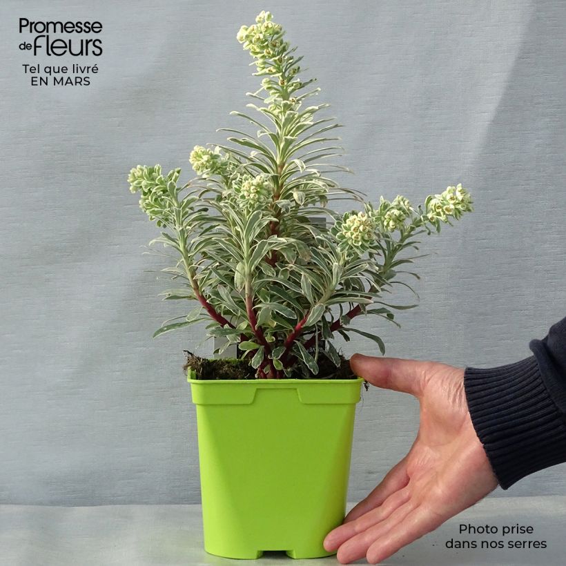Spécimen de Euphorbe characias Wilcott (Silver Swan) en pot de 2 litres tel que livré au printemps