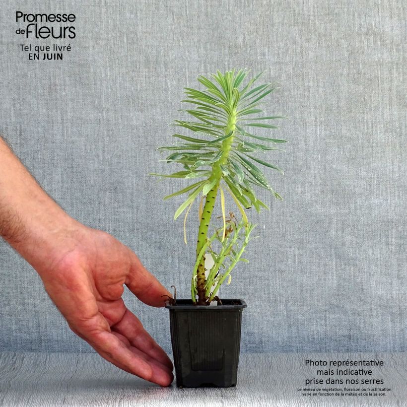 Spécimen de Euphorbe characias ssp. wulfenii Godet de 8/9 cm tel que livré en été