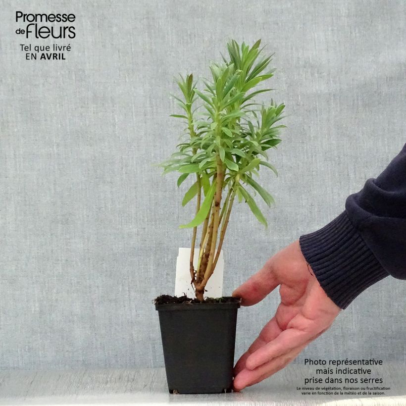 Spécimen de Euphorbe characias ssp. wulfenii en godet de 8 cm tel que livré au printemps