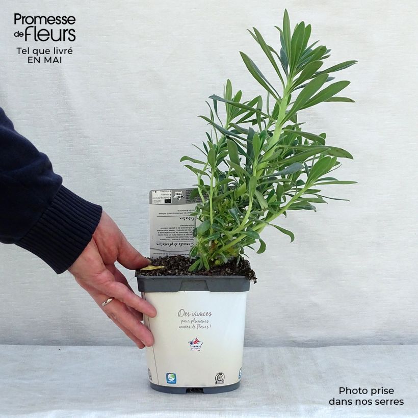 Spécimen de Euphorbe characias ssp. wulfenii en pot de 2/3 litres tel que livré au printemps
