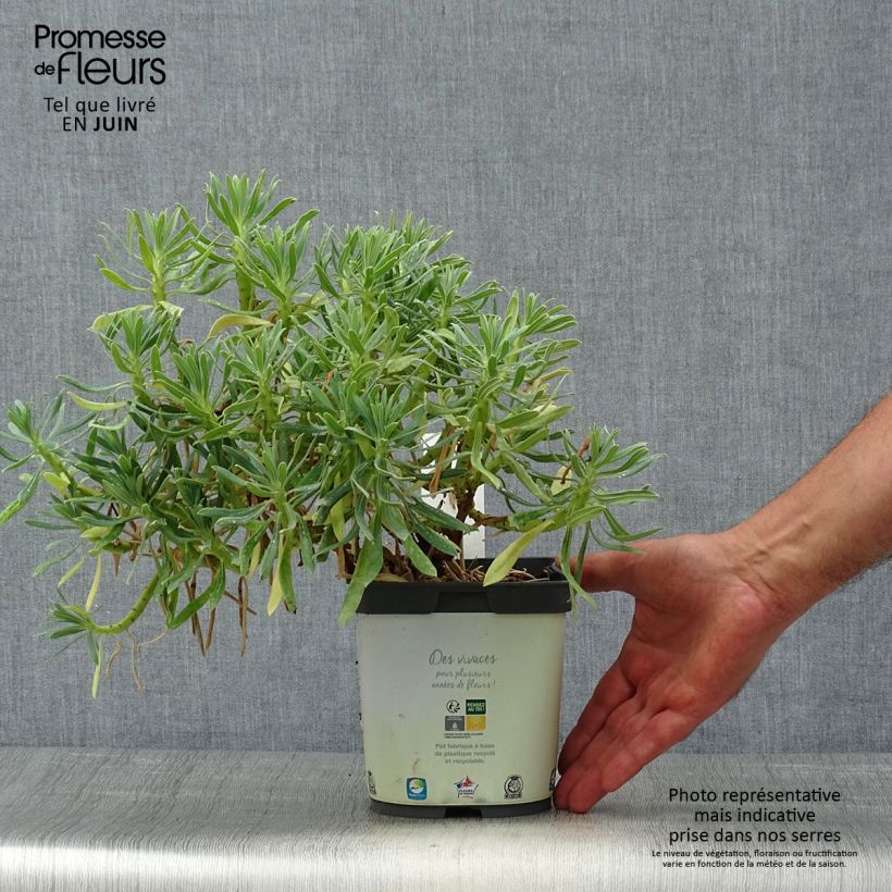 Spécimen de Euphorbe characias ssp. wulfenii Pot de 2L/3L tel que livré en été