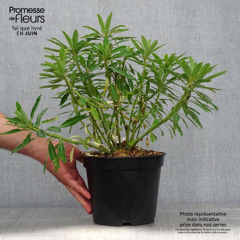 Spécimen de Euphorbe mellifère - Euphorbia mellifera Pot de 2L/3L tel que livré en été