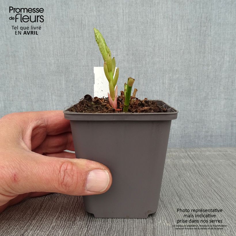 Spécimen de Euphorbe palustris Walenburg's Glory - Euphorbe des marais Godet de 9cm tel que livré au printemps