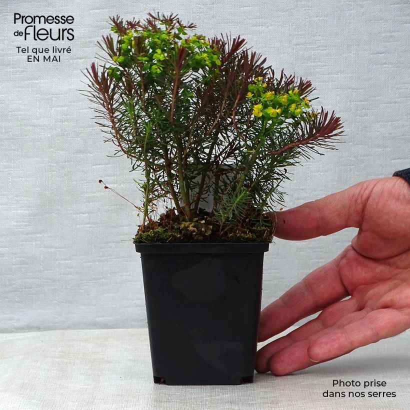 Spécimen de Euphorbe petit-cyprès Clarice Howard - Euphorbia cyparissias Godet de 9cm tel que livré au printemps