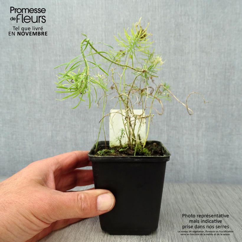 Spécimen de Euphorbe petit-cyprès Clarice Howard - Euphorbia cyparissias tel que livré en automne