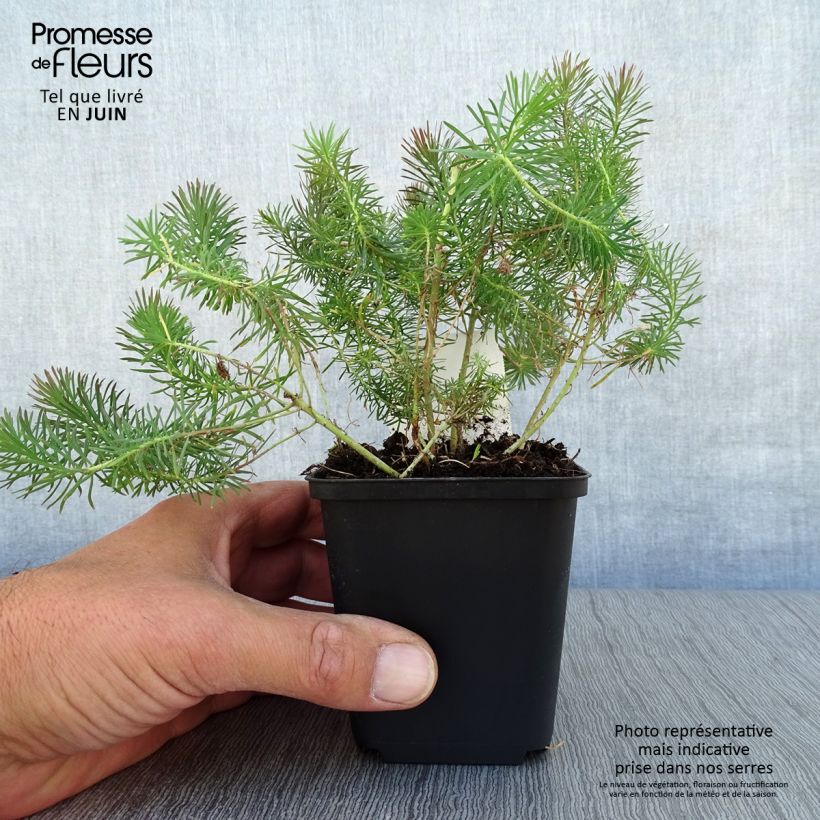 Spécimen de Euphorbe petit-cyprès Clarice Howard - Euphorbia cyparissias Godet de 8/9 cm tel que livré en été
