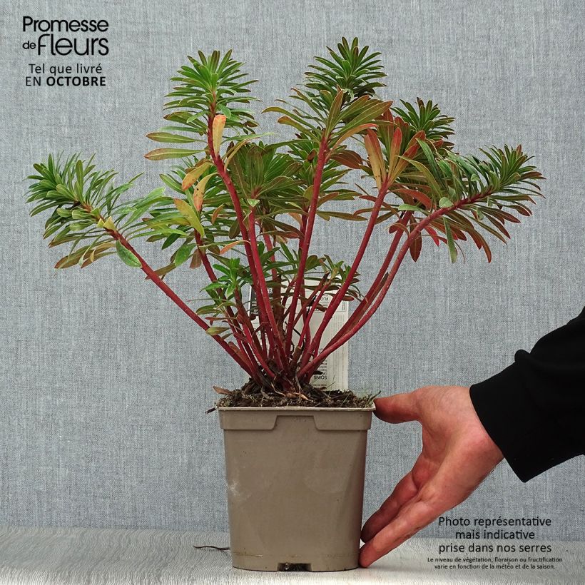 Spécimen de Euphorbe x martinii Pot de 2L/3L tel que livré en automne