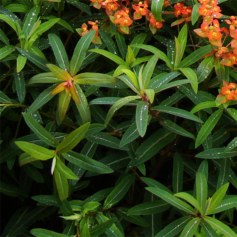 Euphorbia griffithii Dixter - Euphorbe de Griffith (Feuillage)