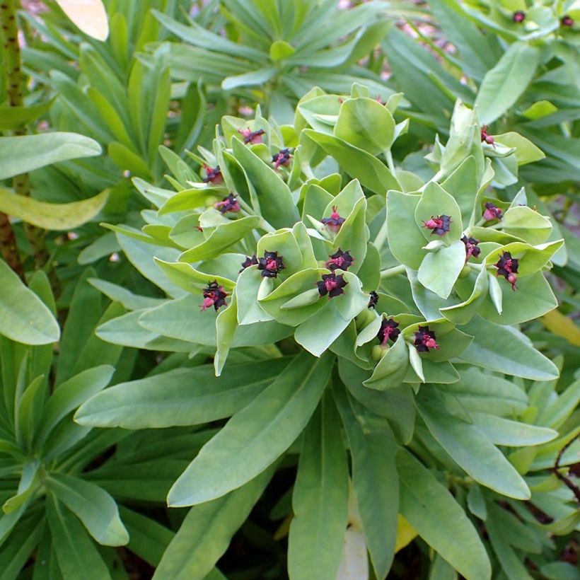 Euphorbia glauca (Feuillage)