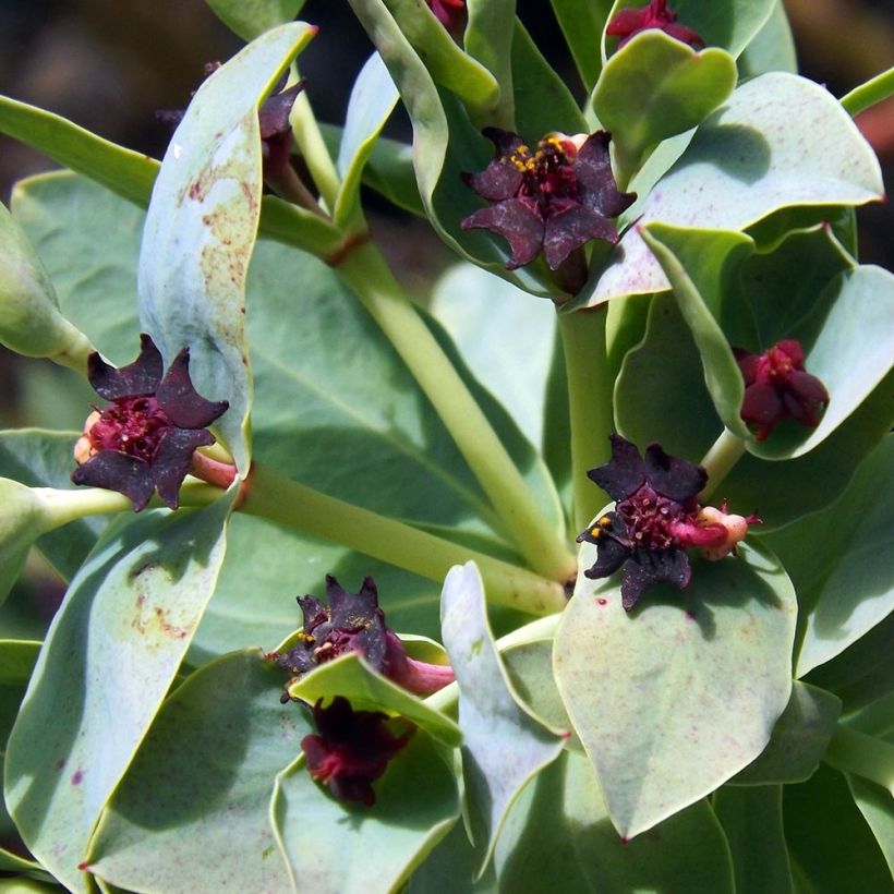 Euphorbia glauca (Floraison)