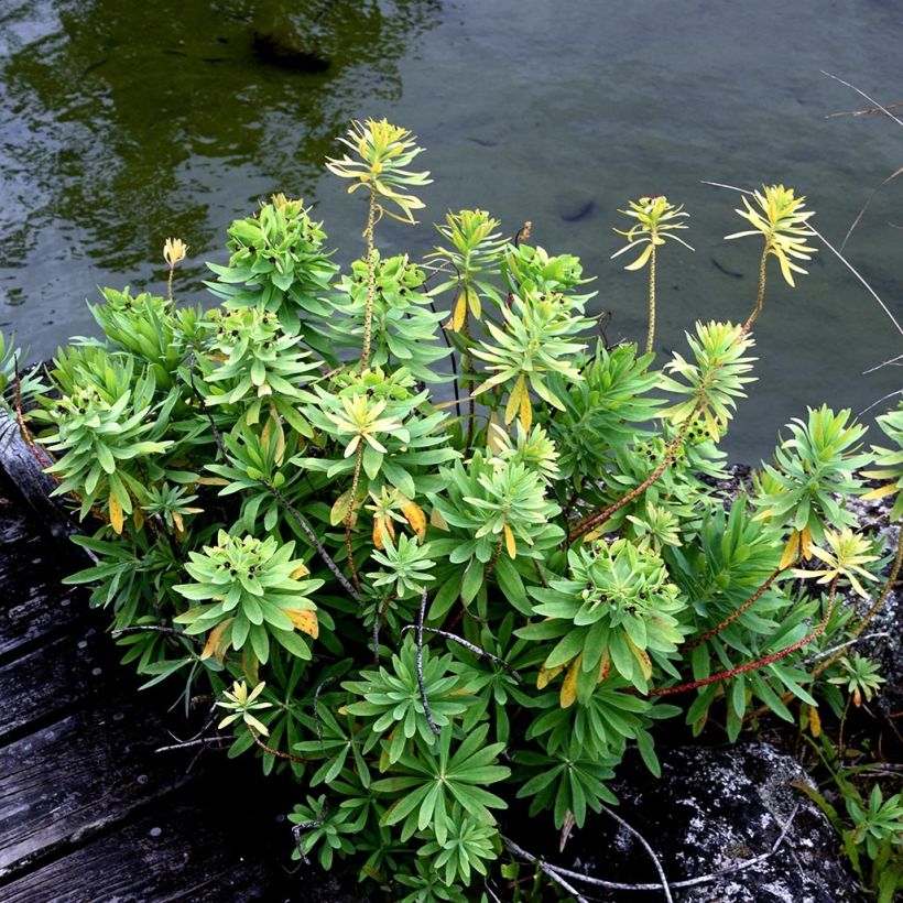 Euphorbia glauca (Port)