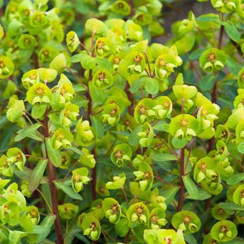 Euphorbia Whistleberry Garnet - Euphorbe (Floraison)