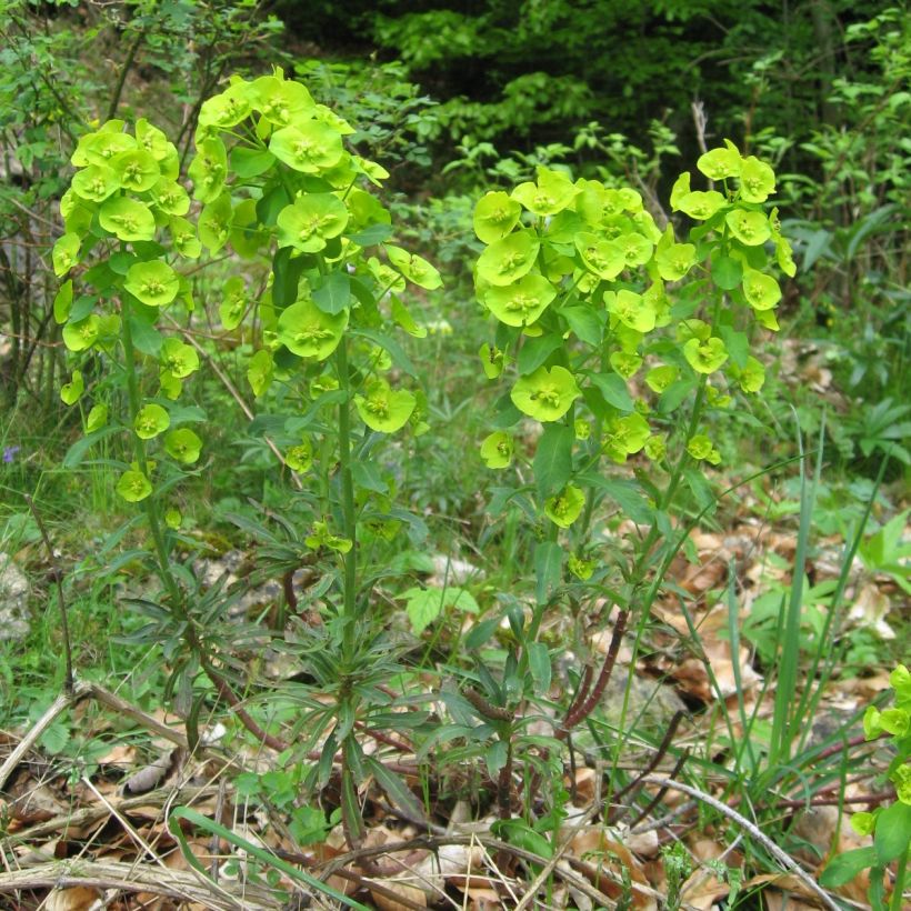 Euphorbe amygdaloïdes var. robbiae (Port)