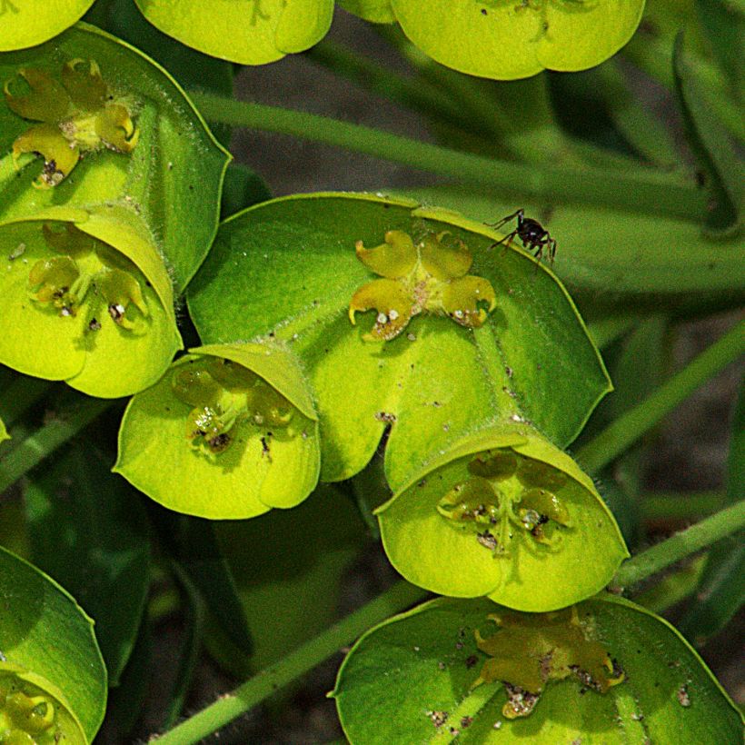 Euphorbe characias Blue Wonder (Floraison)