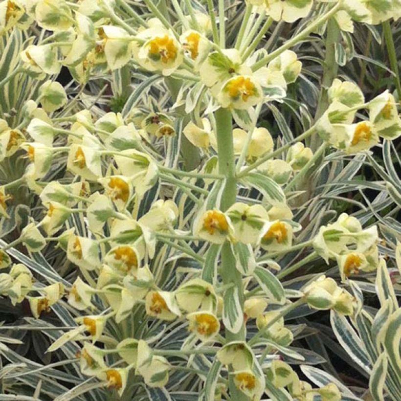 Euphorbia characias Emmer Green - Euphorbe arbustive panachée  (Floraison)