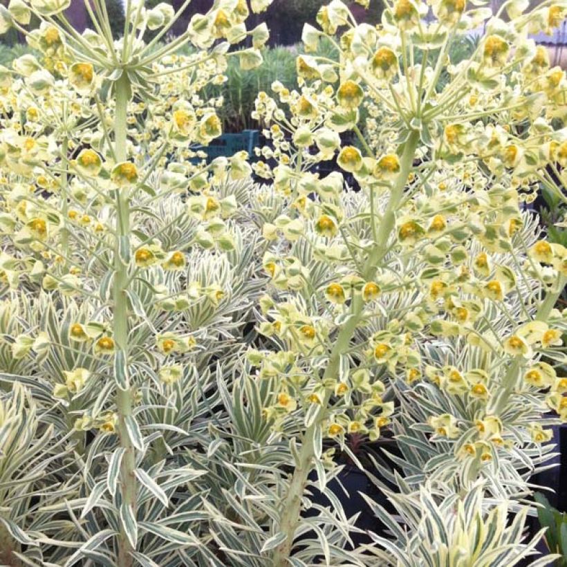 Euphorbia characias Emmer Green - Euphorbe arbustive panachée  (Port)