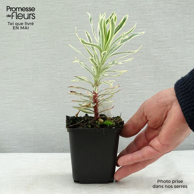 Spécimen de Euphorbia characias Emmer Green - Euphorbe arbustive panachée  Godet de 9cm tel que livré au printemps