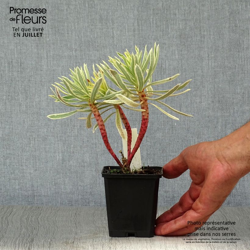 Spécimen de Euphorbia characias Emmer Green - Euphorbe arbustive panachée  Godet de 8/9 cm tel que livré en été