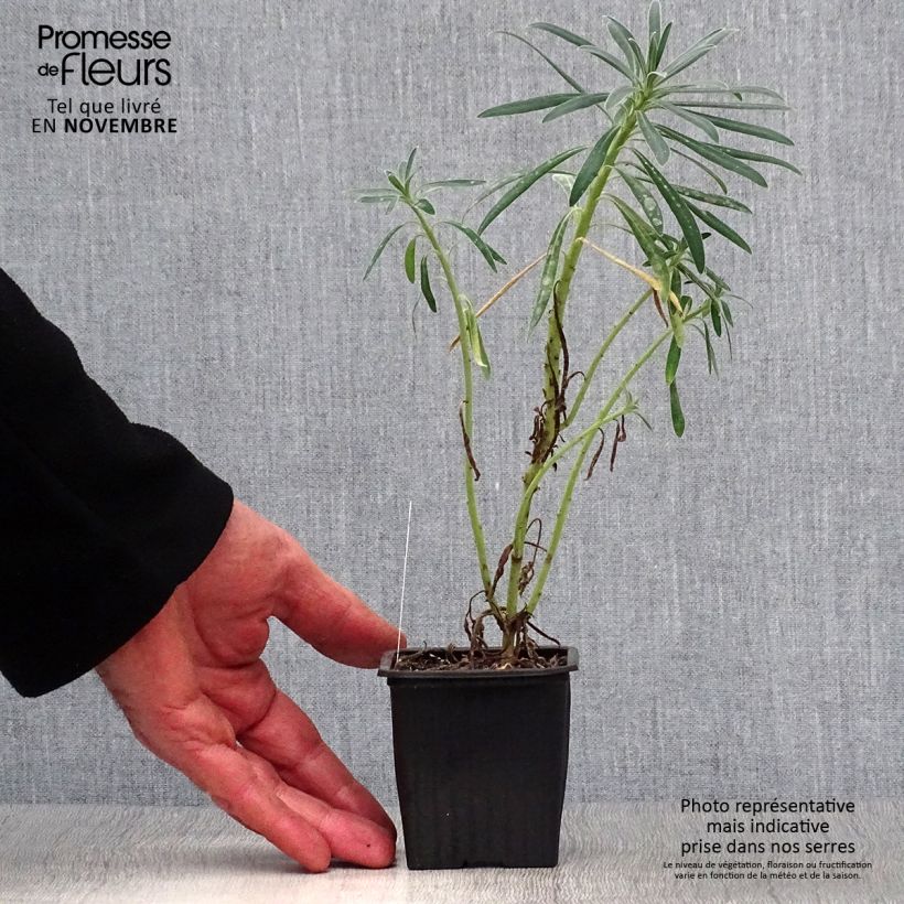 Spécimen de Euphorbia characias - Euphorbe arbustive tel que livré en automne