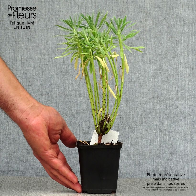 Spécimen de Euphorbia characias - Euphorbe arbustive Godet de 8/9 cm tel que livré en été