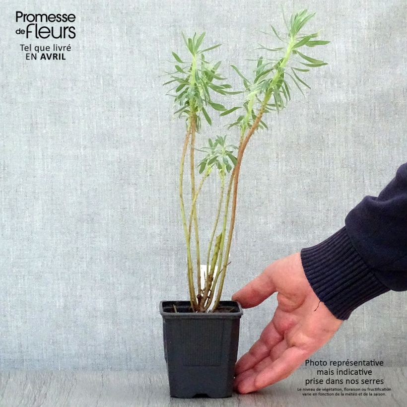 Spécimen de Euphorbia characias - Euphorbe arbustive tel que livré en printemps