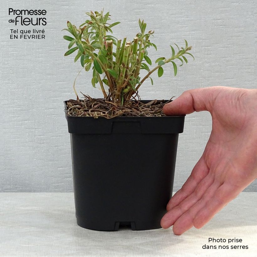 Spécimen de Euphorbia characias - Euphorbe arbustive tel que livré en hiver