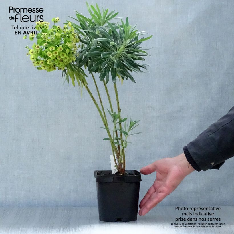 Spécimen de Euphorbia characias - Euphorbe arbustive tel que livré en printemps