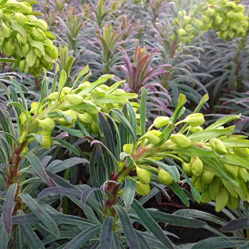 Euphorbia characias Purple and Gold - Euphorbe (Floraison)