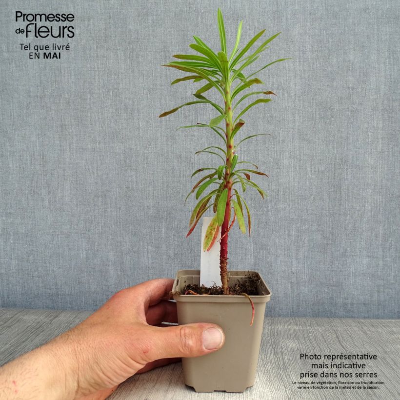 Spécimen de Euphorbia characias Purple and Gold - Euphorbe Godet de 9cm tel que livré au printemps