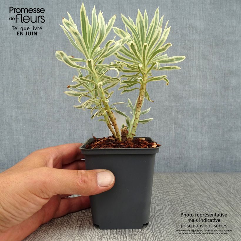 Spécimen de Euphorbia characias Tasmanian Tiger - Euphorbe panachée Godet de 8/9 cm tel que livré en été