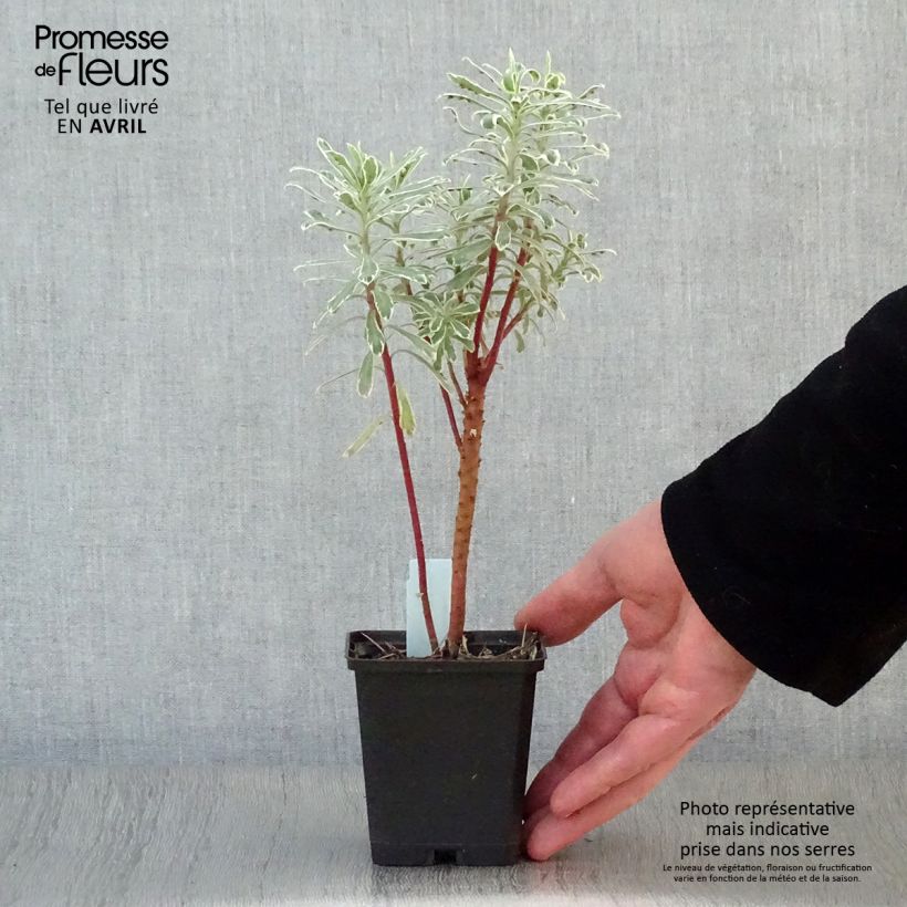 Spécimen de Euphorbia characias Tasmanian Tiger - Euphorbe panachée en godet de 9 cm tel que livré au printemps