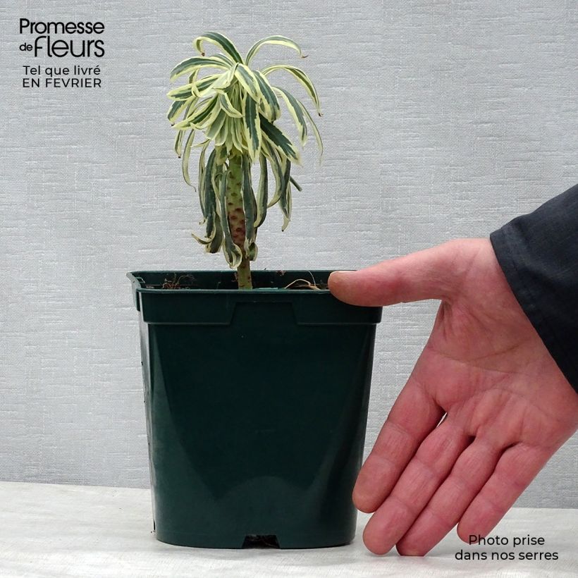 Spécimen de Euphorbia characias Tasmanian Tiger - Euphorbe panachée en pot de 1.5L/2L tel que livré en hiver