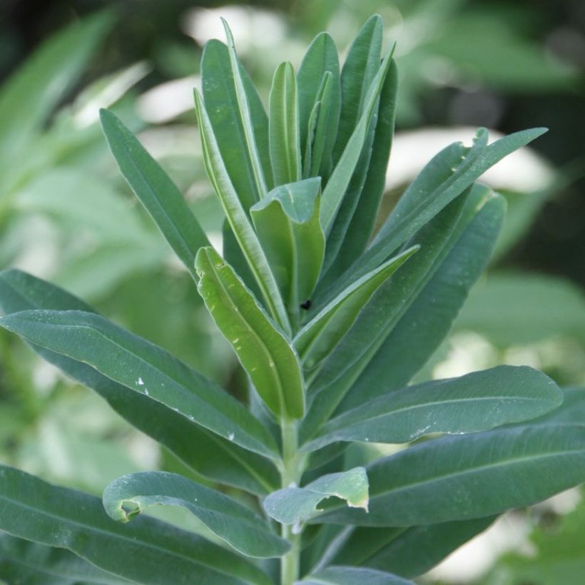 Euphorbia characias ssp. characias - Euphorbe des garrigues (Feuillage)
