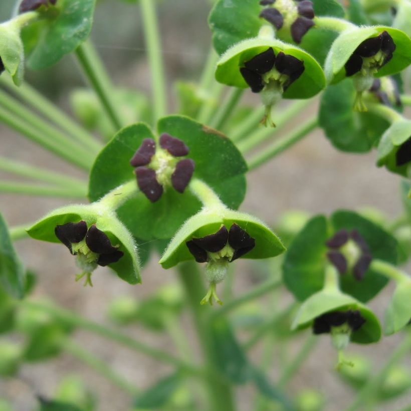 Euphorbia characias ssp. characias - Euphorbe des garrigues (Floraison)