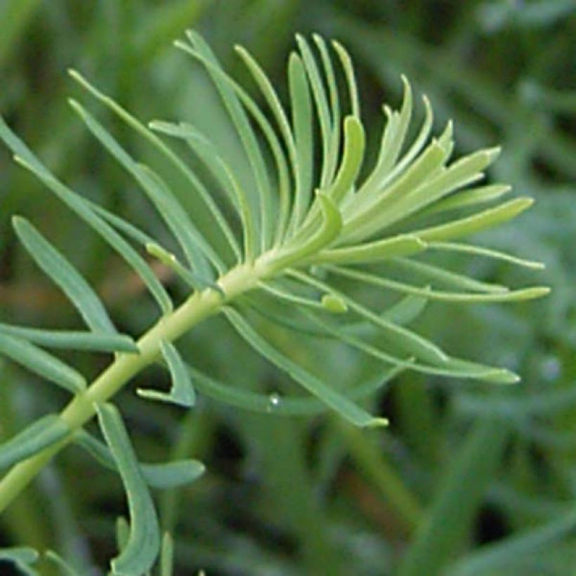 Euphorbe Petit-Cyprès - Euphorbia cyparissias (Feuillage)