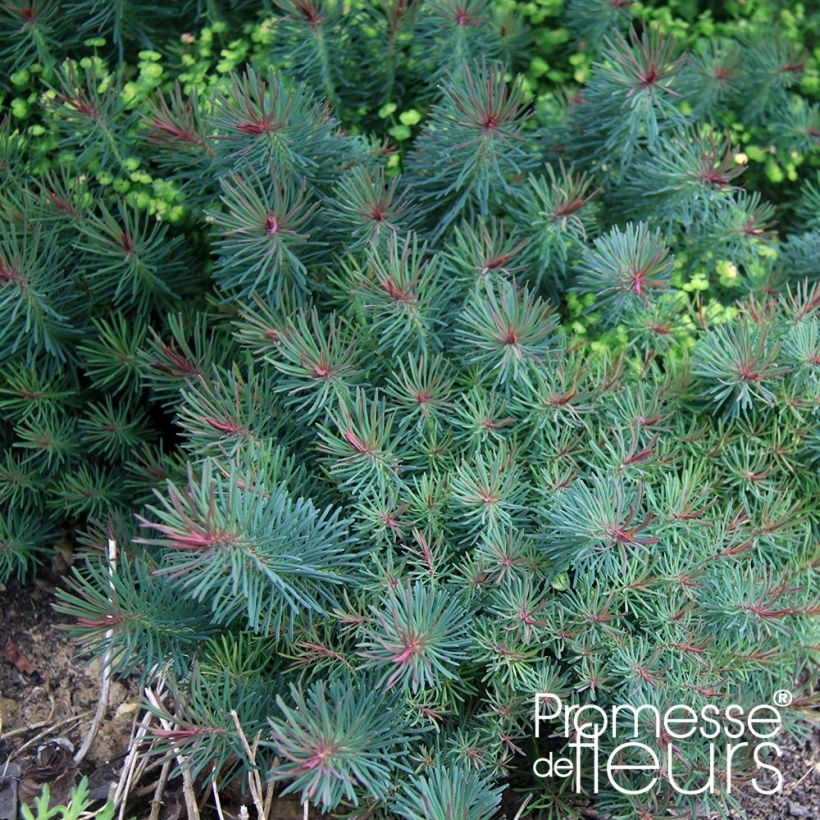 Euphorbe petit-cyprès Clarice Howard - Euphorbia cyparissias (Feuillage)