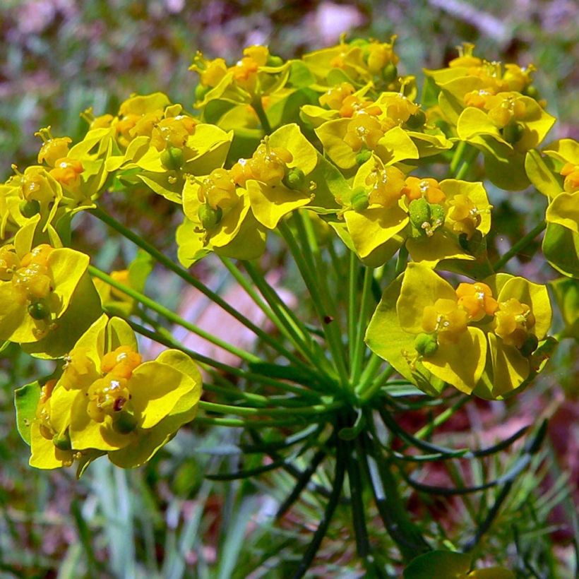 Euphorbe petit-cyprès Clarice Howard - Euphorbia cyparissias (Floraison)