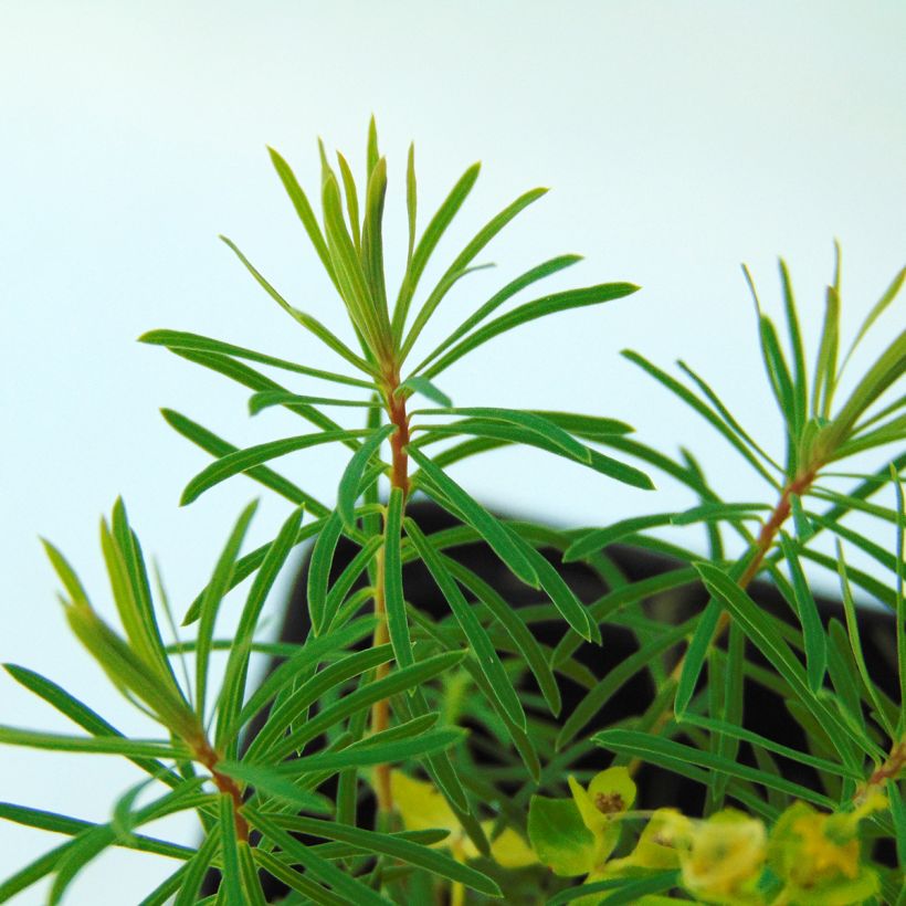 Euphorbia cyparissias Fens Ruby - Euphorbe petit-cyprès (Feuillage)