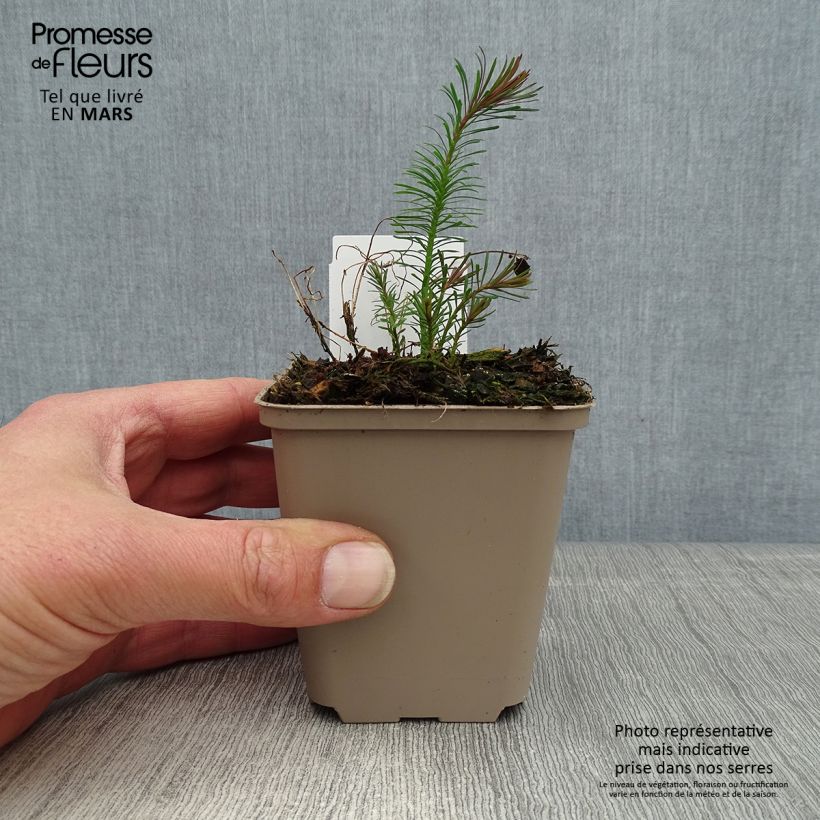 Spécimen de Euphorbia cyparissias Fens Ruby - Euphorbe petit-cyprès Godet de 9cm tel que livré au printemps