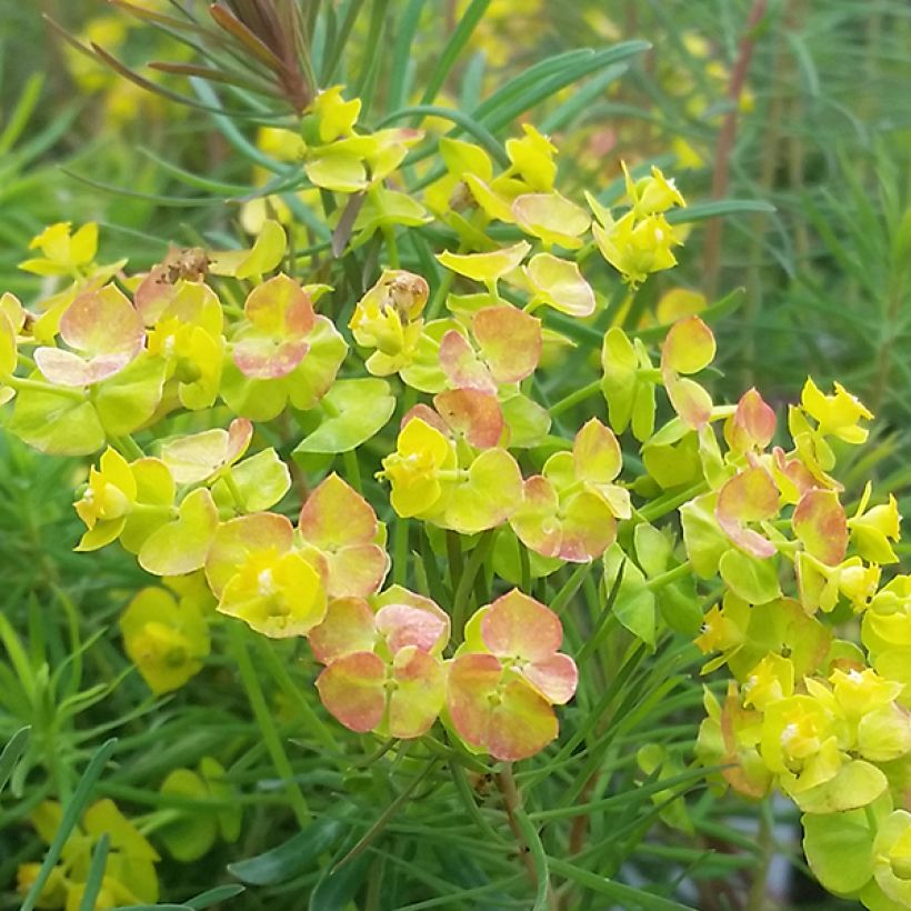 Euphorbia cyparissias Orange Man - Euphorbe petit-cyprès (Floraison)