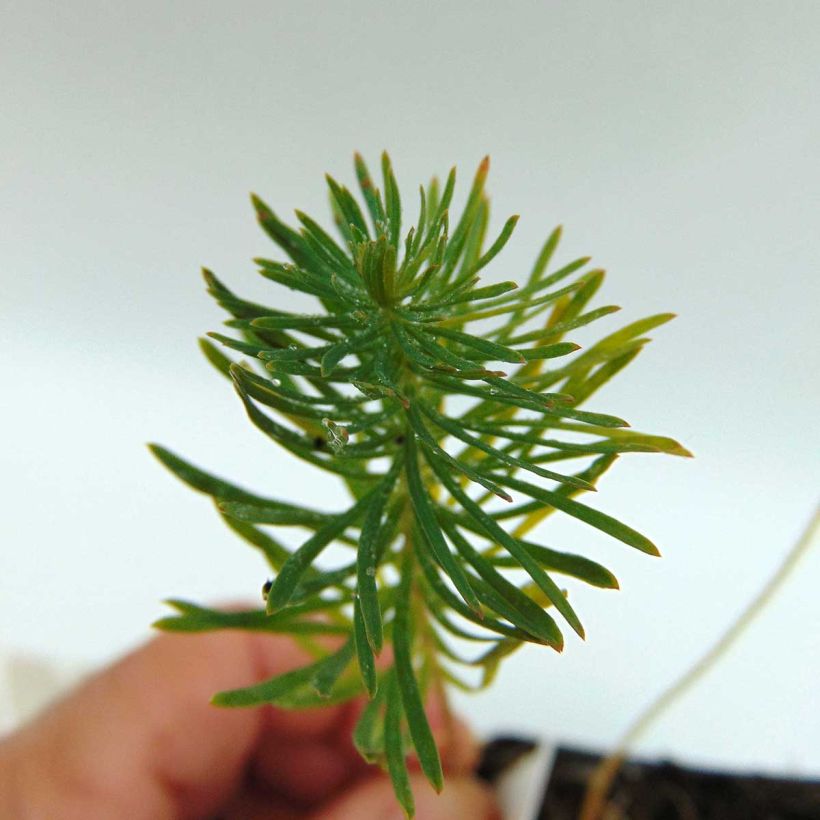 Euphorbia cyparissias Orange Man - Euphorbe petit-cyprès (Feuillage)