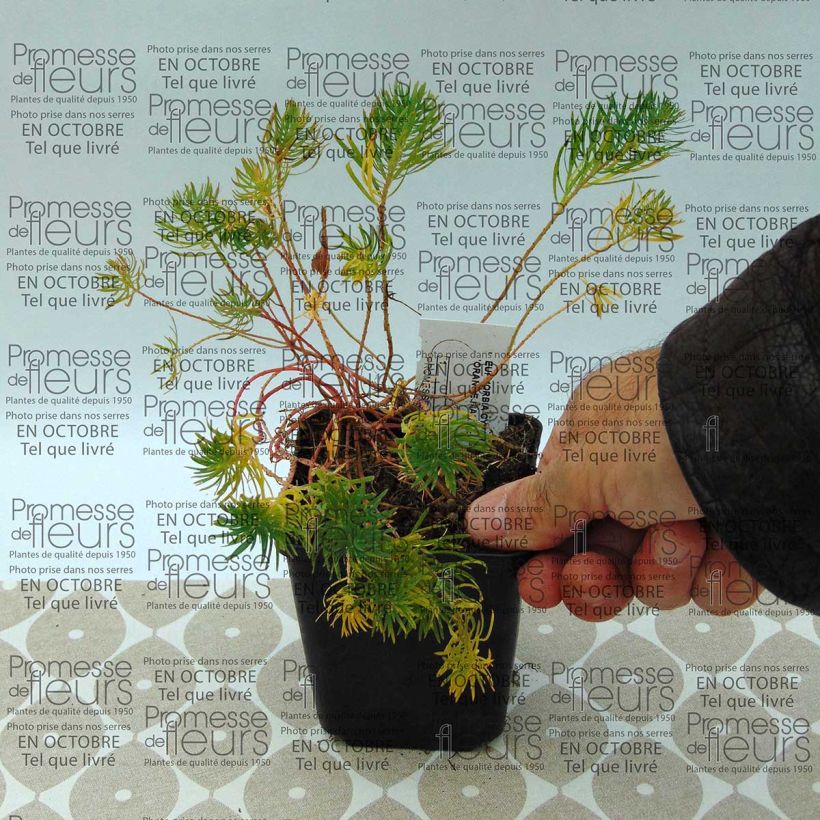 Exemple de spécimen de Euphorbia cyparissias Orange Man - Euphorbe petit-cyprès Godet de 9cm tel que livré